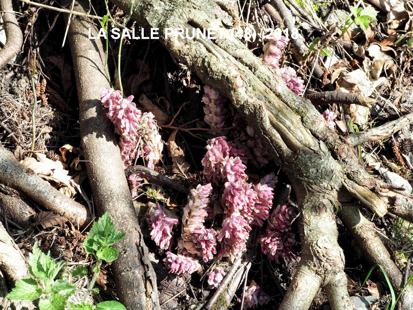 Toothwort plant